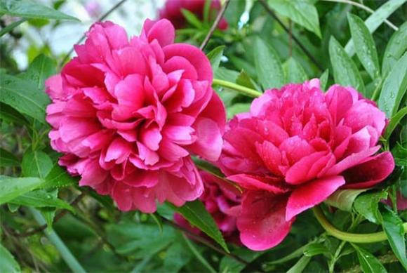 Hoa không đặt lên bàn thờ, cúng rằm tháng 7, tháng 7 âm lịch, tháng cô hồn