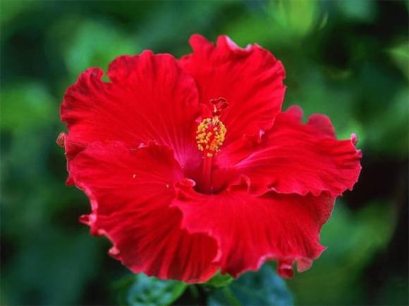 Hoa không đặt lên bàn thờ, cúng rằm tháng 7, tháng 7 âm lịch, tháng cô hồn