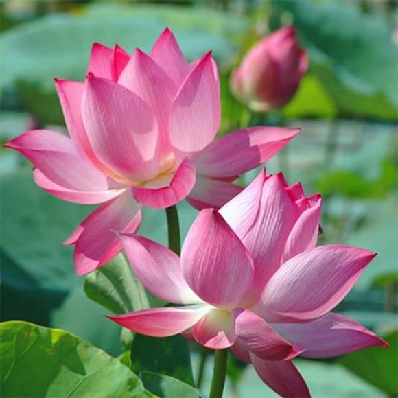 Hoa không đặt lên bàn thờ, cúng rằm tháng 7, tháng 7 âm lịch, tháng cô hồn