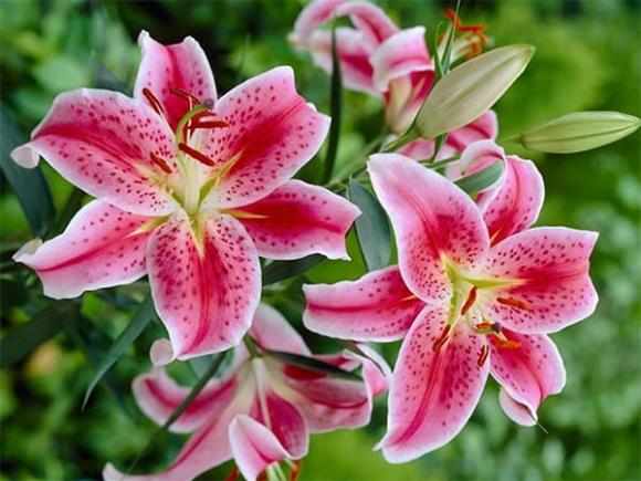Hoa không đặt lên bàn thờ, cúng rằm tháng 7, tháng 7 âm lịch, tháng cô hồn