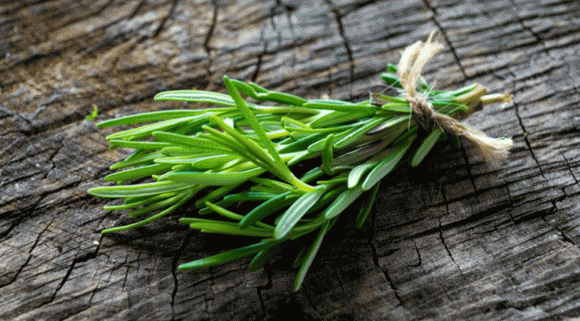 Cây hương thảo, công dụng của cây hương thảo