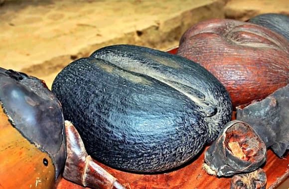 cọ coco de mer, dừa đôi, Lodoicea maldivica, Loại hạt lớn nhất hành tinh