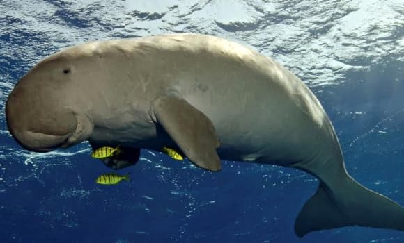 Dugong, loài thú biển, nàng tiên cá, loài thú cực kỳ quý hiếm của Việt Nam, cá cúi