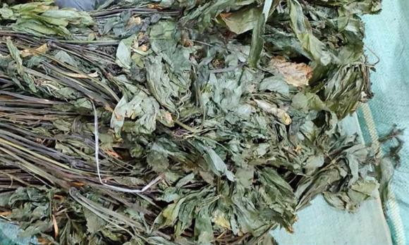 loại lá, Loại lá đắt đỏ bậc nhất thế giới, lá sâm ngọc linh