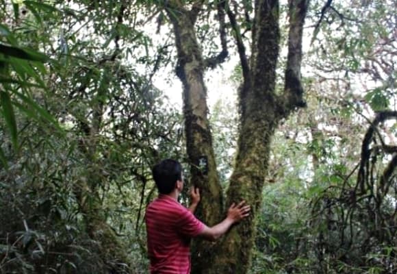 vàng. trà đắt ngang vàng, chè cổ thụ Bạch Long 
