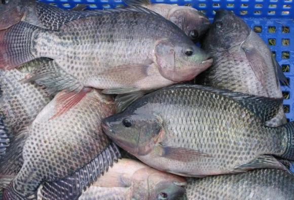 rô phi, ăn cá rô phi, rô phi gây hại sức khỏe