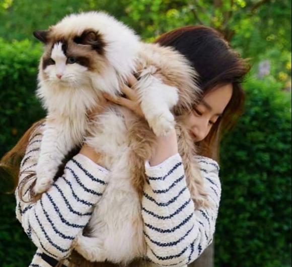 Lưu Diệc Phi, sao hoa ngữ, không có người dám kết hôn với Lưu Diệc Phi