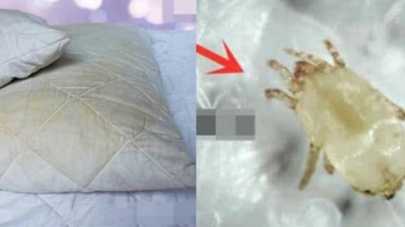 phòng ngủ, đệm, sức khỏe
