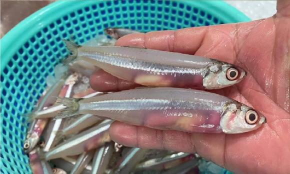 loài cá có canxi vượt mặt cá hồi, đặc sản