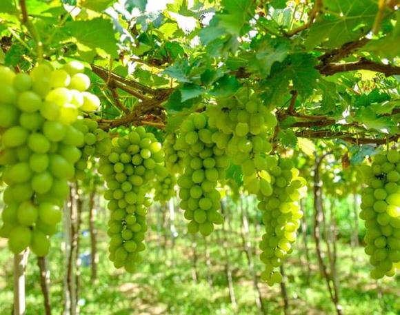 Cây phong thuỷ, cây hồng