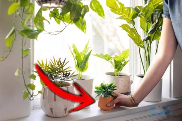 vị trí đặt cây, đặt cây cảnh ở đâu, phong thủy