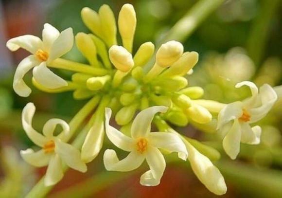 Hoa đu đủ, hoa đu đủ đực, hoa đu đủ đực khô