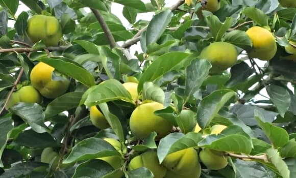 hồng giòn, đặc sản, hồng đá