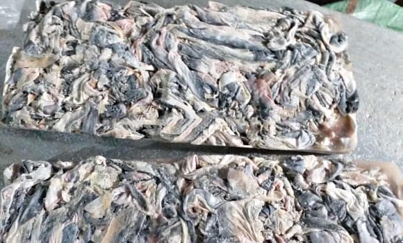 cá tra, phế phẩm chăn nuôi, mỏ vàng