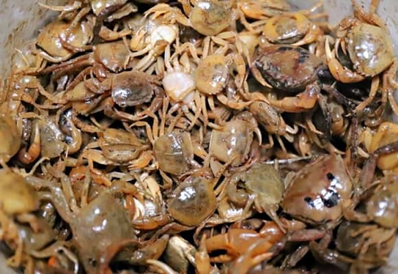 cua đồng, thịt cua đồng, lợi ích của cua đồng 