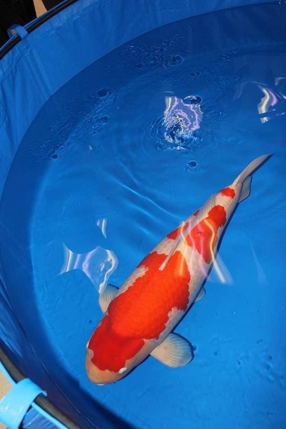 Ká koi, cận cảnh ká koi giá 47 tỷ