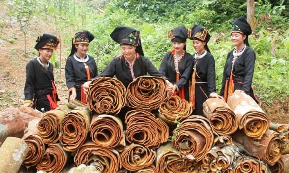 cây vàng xanh, cây gỗ quý, cây quế