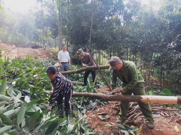 cây vàng xanh, cây gỗ quý, cây quế