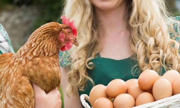 tại sao, vì sao, kiến thức, bò xỏ mũi đeo vòng, tại sao bò lại phải xỏ mũi đeo vòng