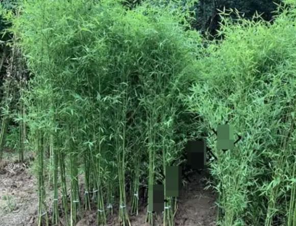 cay-tre (2) - Copy.jpg 0 cây tre, trồng tre