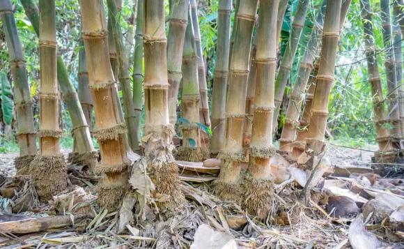 cay-tre (2) - Copy.jpg 1 cây tre, trồng tre