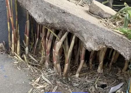 cay-tre (2) - Copy.jpg 2 cây tre, trồng tre