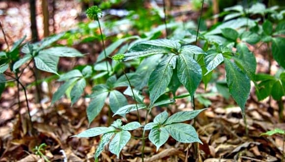 loại lá đắt đỏ bậc nhất thế giới, sâm Ngọc Linh, Lá sâm Ngọc Linh