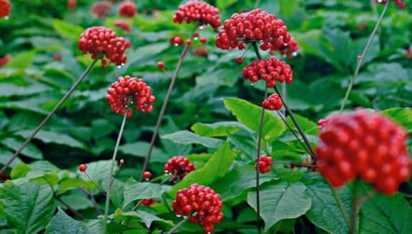loại lá đắt đỏ bậc nhất thế giới, sâm Ngọc Linh, Lá sâm Ngọc Linh