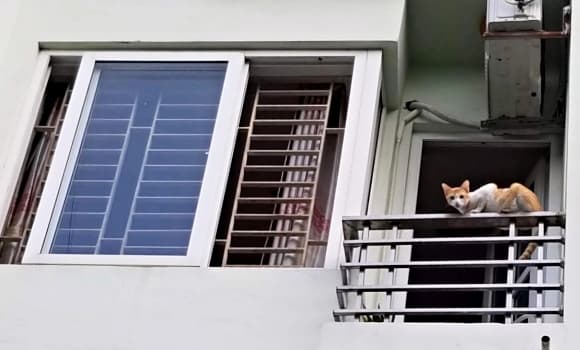 cửa sổ, xây nhà, pháp luật