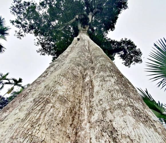 cây trầm hương, trầm hương hơn 200 tuổi, Cây Di sản Việt Nam