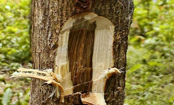 cây trầm hương, trầm hương hơn 200 tuổi, Cây Di sản Việt Nam