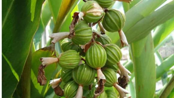 loại gia vị đắt thứ 3 thế giới, bạch đậu khấu