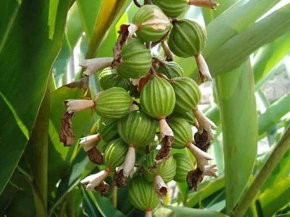 Loại hạt đắt đỏ bậc nhất thế giới, có giá hơn 2 triệu đồng/kg, ở Việt Nam trồng khắp nơi 2 Loại hạt đắt đỏ bậc nhất thế giới, Bạch đậu khấu