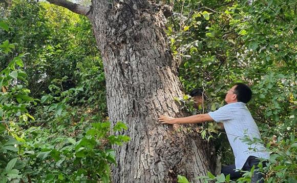 Loài cây quý hiếm bậc nhất thế giới, Chai lá cong