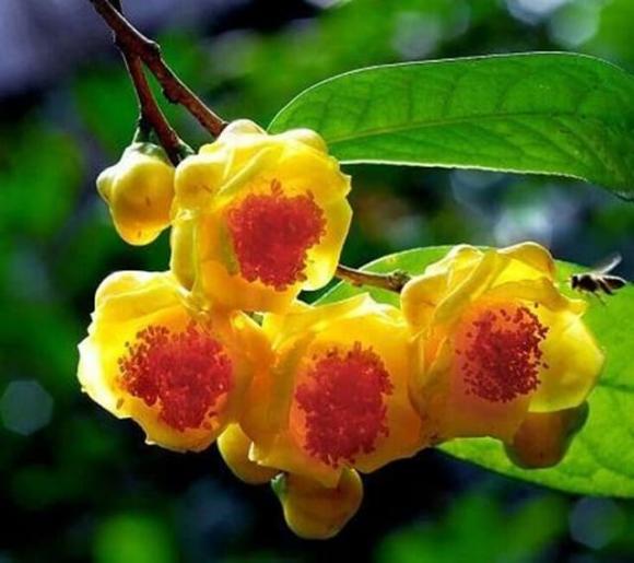 Loài cây quý ở Việt Nam, Sách đỏ thế giới, trà hoa vàng