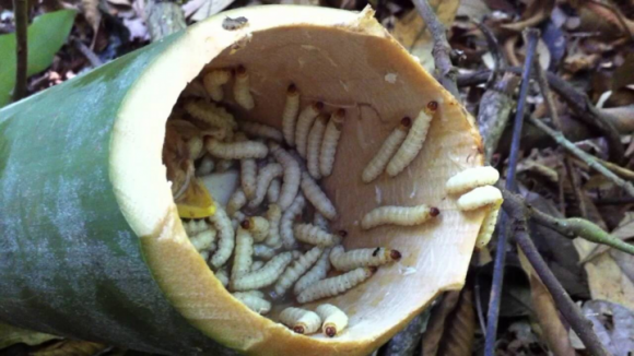 đặc sản, đuông dừa, con ngọ nguậy