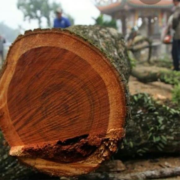 Gỗ quý, gỗ hoàng hoa lê