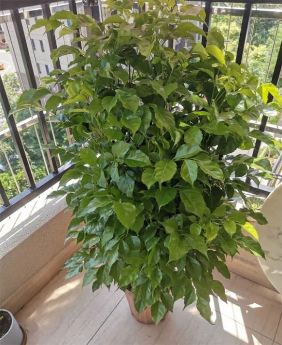 cây cảnh, cây trồng, trồng cây