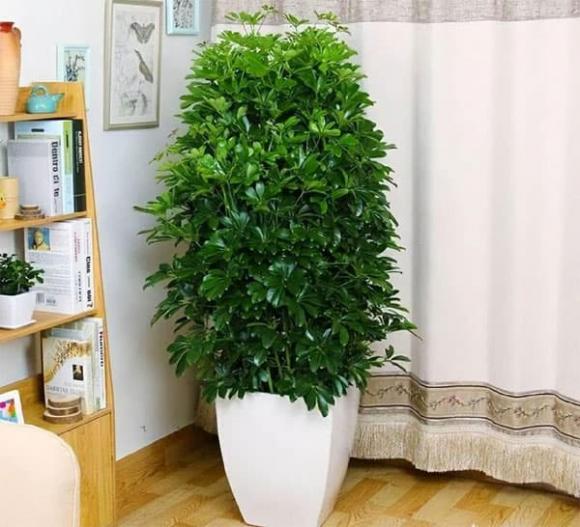 cây cảnh, cây trồng, trồng cây
