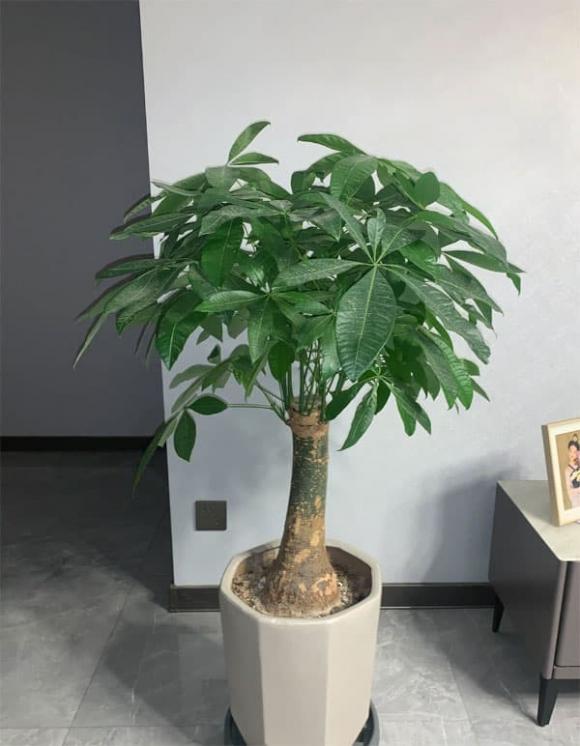 cây cảnh, cây trồng, trồng cây