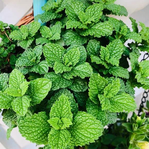 cây cảnh, cây trồng, trồng cây
