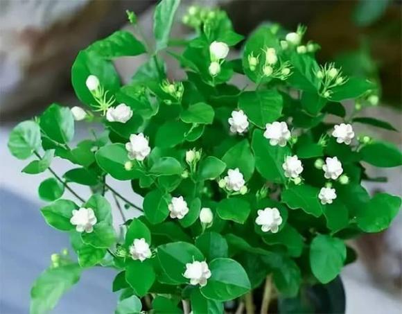 cây cảnh, cây trồng, trồng cây