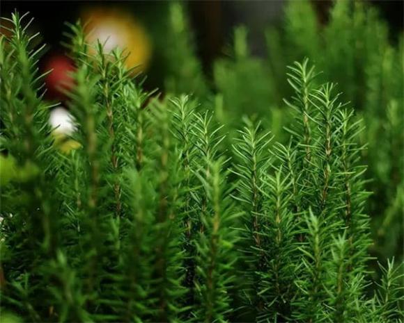cây cảnh, cây trồng, trồng cây