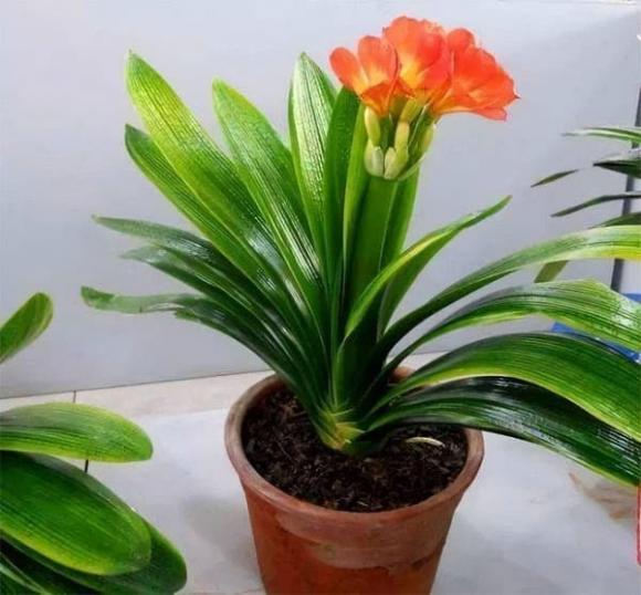 cây cảnh, cây trồng, trồng cây