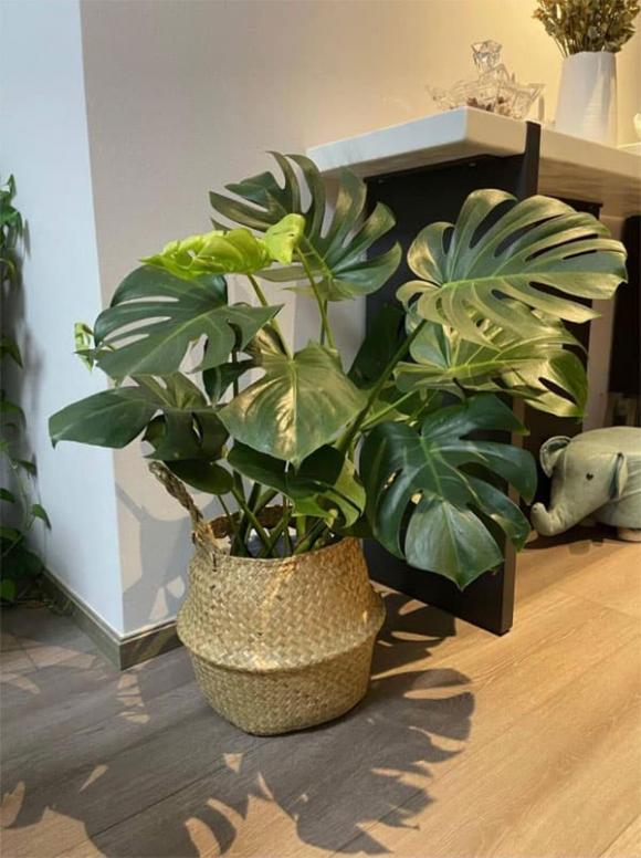 cây cảnh, cây trồng, trồng cây
