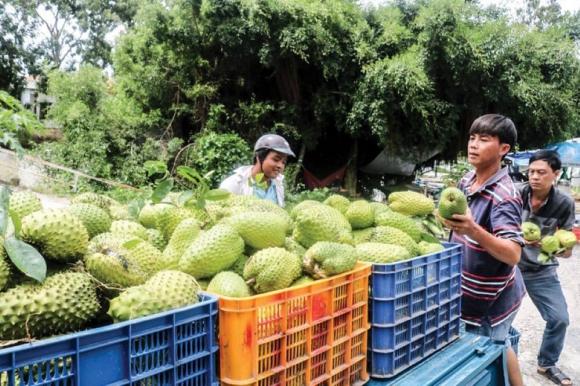 Mãng cầu xiêm, mô hình trồng mãng cầu xiêm