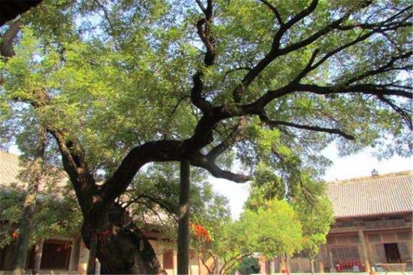 cay-bo-ket.jpg 0 cây trong nhà, cây không tốt về phong thuỷ