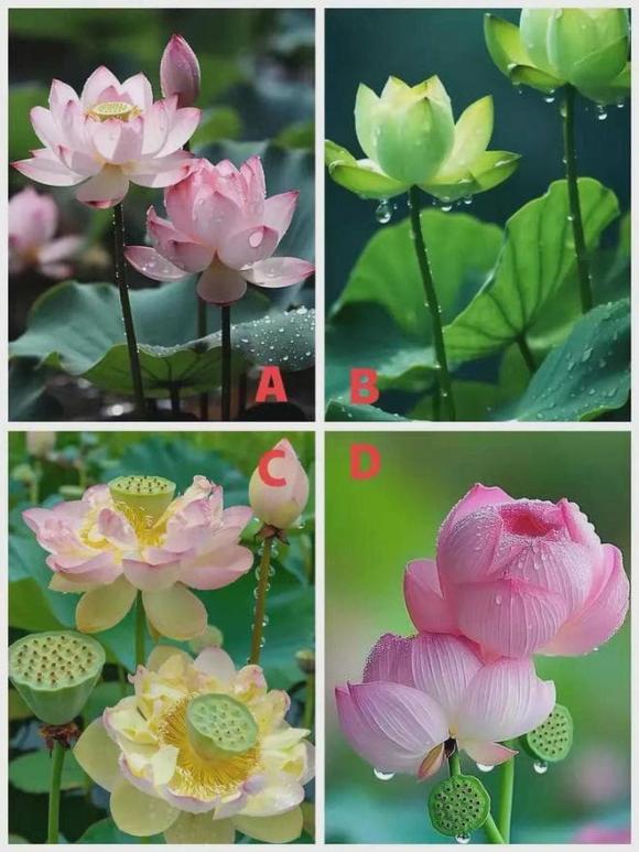 Trắc nghiệm tâm lý