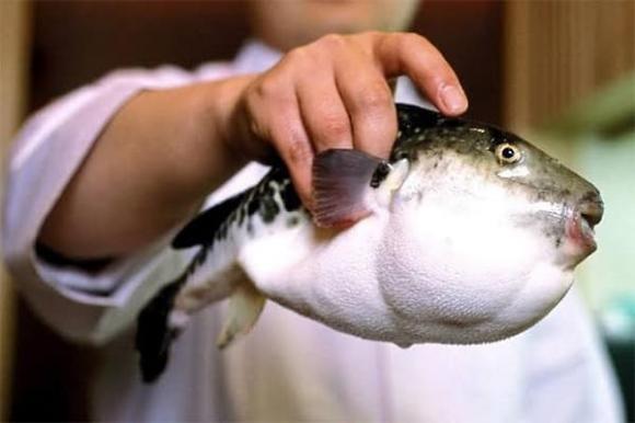 Xyanua, cá nóc, sức khỏe, thực phẩm an toàn