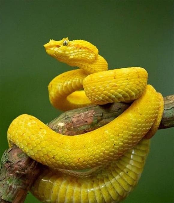 Tử vi, con giáp, tử vi hàng ngày, tử vi ngày 24/9/2025